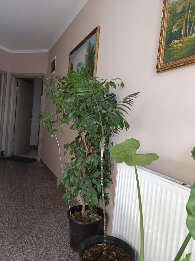 Ivana Beograd Bagian luar foto